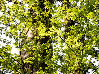Background of green fresh Japanese maple leaves in springtime