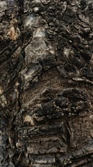 close up dry brown bark of old tree texture background in summer with selective focus 