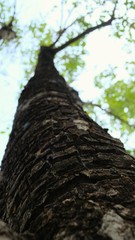 close up dry brown bark of old tree and blured trunk, green leaves in summer with selective focus 