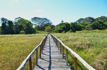 Fototapeta na wymiar Wooden Pier through Swampland in Pantanal of Brazil with Forest Background