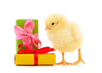 One little chicken with a gifts.