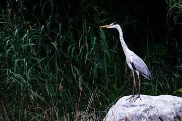 Beautiful crane bird is staying on the rock next to the river in the forest in park, Chengdu, China. Full body portrait of wild inhabitant of natural environment. Posture of proud stork heron.