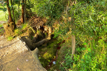 Camino a la naturaleza