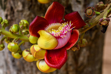 Flower and blossom of cannonball tree (Couroupita guianensis)  deciduous tree in the family Lecythidaceae, which also includes the Brazil nut (Bertholletia excelsa) and Paradise nut Lecythis zabucajo.