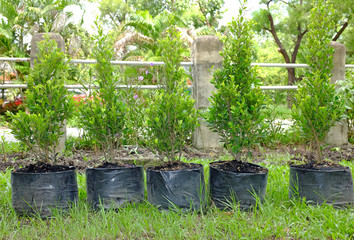 Tree fence in a black trash bags in the row on green grass.