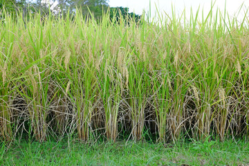 Obraz premium Golden rice in the fields background. Harvest season of rice in thailand.