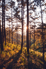 Evening pine forest - Green forest beautiful nature