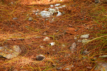 Camino a la naturaleza
