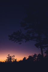 sunset and twilight light in the forest on the mountain
