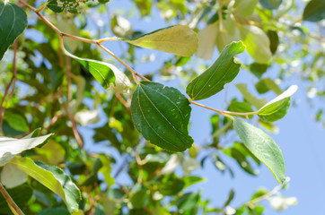 Top Of Chinese Date Tree Leaf
