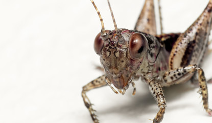 Macro Photo of Cricket Isolated on White Background with Copy Space
