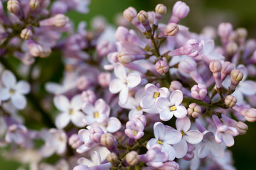 Blooming  tree, close up concept, macro