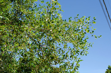 Branches Of Coolie Plum Tree