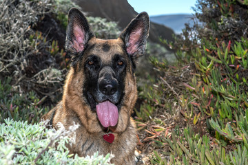 Portrait of German Shepherd Dog in the California Hills. GDS with traditional colors.