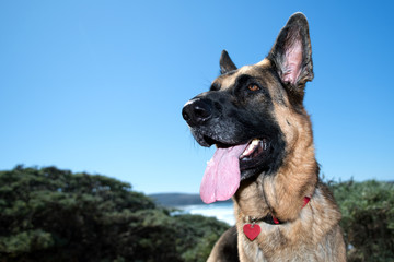 Portrait of German Shepherd Dog on the beach at the California Coast .GDS with traditional colors.