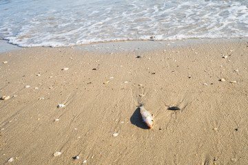 Dead fish on the beach, marine pollution , Environmental pollution. The impact of toxic emissions...