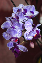 Naklejka na ściany i meble Blue-burgundy mini phalaenopsis orchids with flowers and buds on a dark background. Beautiful orchid flowers. Selective, soft focus. Vertical photo. Close-up of inflorescences