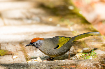 Red-throated Rattlesnake Silver-eared Laughingthrush (Trochalopteron) Doi Inthanon Looking for food on the floor