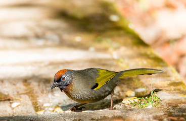Red-throated Rattlesnake Silver-eared Laughingthrush (Trochalopteron) Doi Inthanon Looking for food on the floor