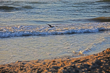 skimmer over the water - waves crashing on the beach