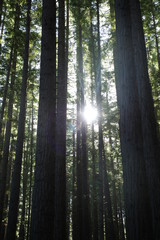 Light through forest trees