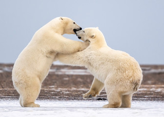 Polar Bear Cubs Playing, Kaktovik, Alaska, USA