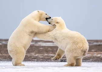 Türaufkleber Polar Bear Cubs Playing, Kaktovik, Alaska, USA © Tom