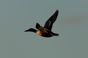Male Northern shoveler, flying in beautiful light in North California