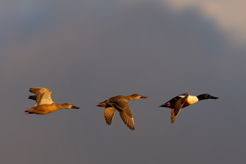 Northern Shovelers, flying in beautiful light in North California