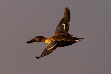 Male Northern shoveler, flying in beautiful light in North California