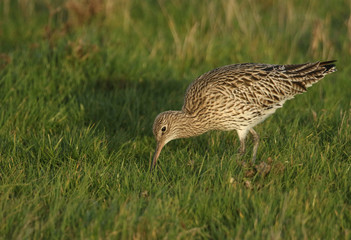 A beautiful Curlew, Numenius arquata, feeding in a marshy field in the UK.	