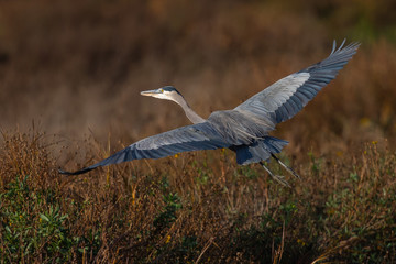 Great blue heron flying in the wild in North California 