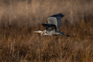 Great blue heron flying in the wild in North California 