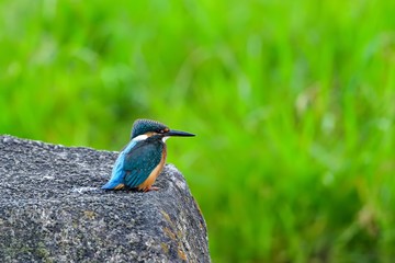 すまし顔でくつろぐカワセミオス