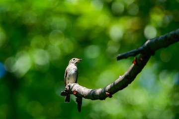 すまし顔でくつろぐジョウビタキメス
