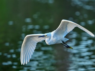 水面をバックに飛ぶコサギ