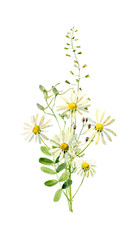 Small watercolor bouquet of daisies on a white background