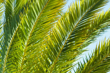Fototapeta na wymiar Tropical palm leaves close up
