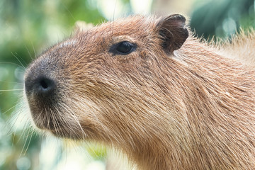 Close-up capybara brown in nature. Wild animal