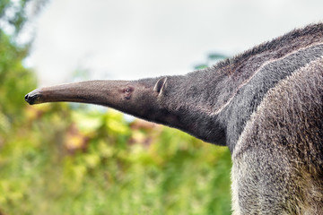 Anteater in nature. The scientific name of the animal is Vermilingua