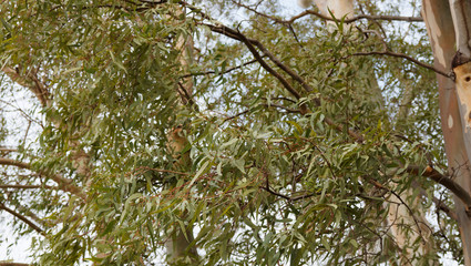 Glatt stamm und Matt grau-grün bis glanzend grünen oder silberblau Laubblätter mit einem intensiven Duft von Blaue Eukalyptus (Eucalyptus globulus)
