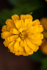 Beautiful yellow Common Zinnia flower (Zinnia elegans) in the garden.Selective focus Youth-and-age flower close-up on blurred background.