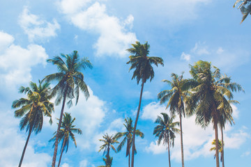 Fototapeta na wymiar Coconut trees sticking out to the sea on a clear sky day, Koh Kood, Thailand