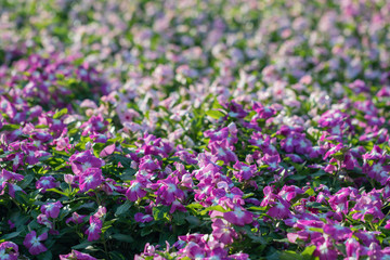 Obraz premium Close up pink Madagascar Periwinkle flower in a garden.Commonly name bright eyes,Cape periwinkle,graveyard plant,old maid,pink periwinkle,rose periwinkle.(Catharanthus roseus)