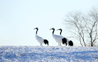 冬のタンチョウヅル
