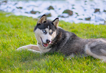 siberian husky dog