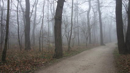 Naklejka premium Misty morning in Schoenbrunn park in Vienna