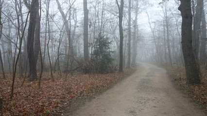 Misty morning in Schoenbrunn park in Vienna