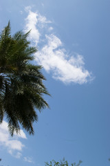 Palm dates tree cloud view outdoors
