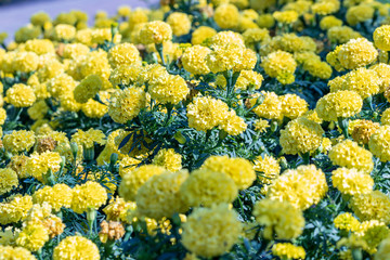 Selective focus beautiful American Marigolds flower in field.Colorful yellow flower in the garden.